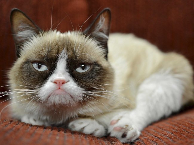 grumpy cat